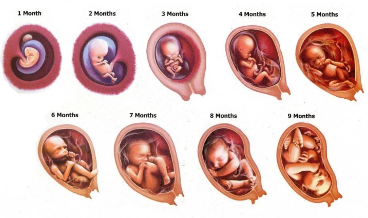 Stages of Baby Growth from First Month to Nineth Months.