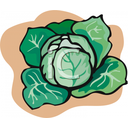 CABBAGE