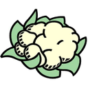 CAULIFLOWER