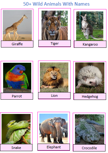 Learning the Names of the 50 Wild Animals